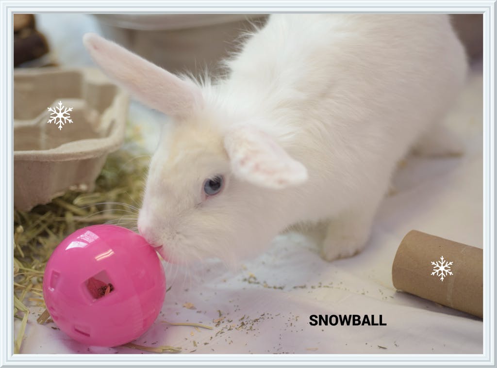 Snowball Image