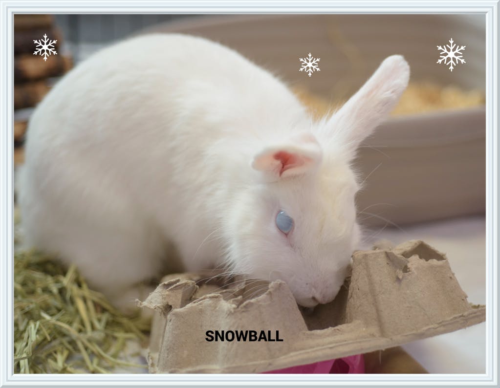 Snowball Image