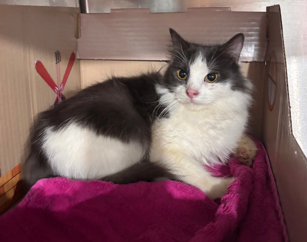 Linnie (in Foster) Image