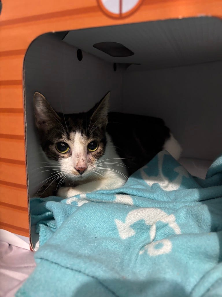 Marvette (in Foster) Image