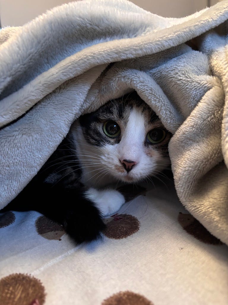 Marvette (in Foster) Image