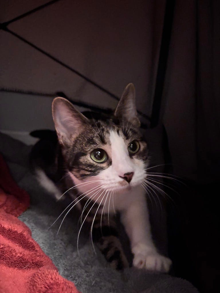 Marvette (in Foster) Image