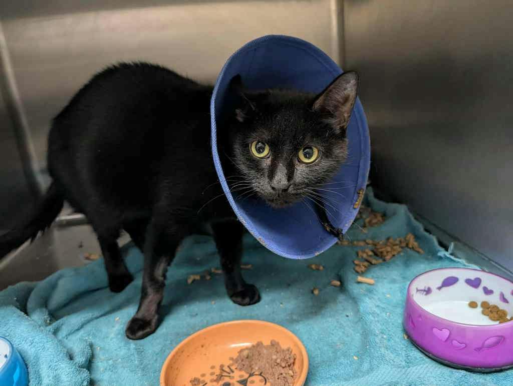 Pilot, a 6 years and 2 months old Black Female Domestic Short Hair Cat
