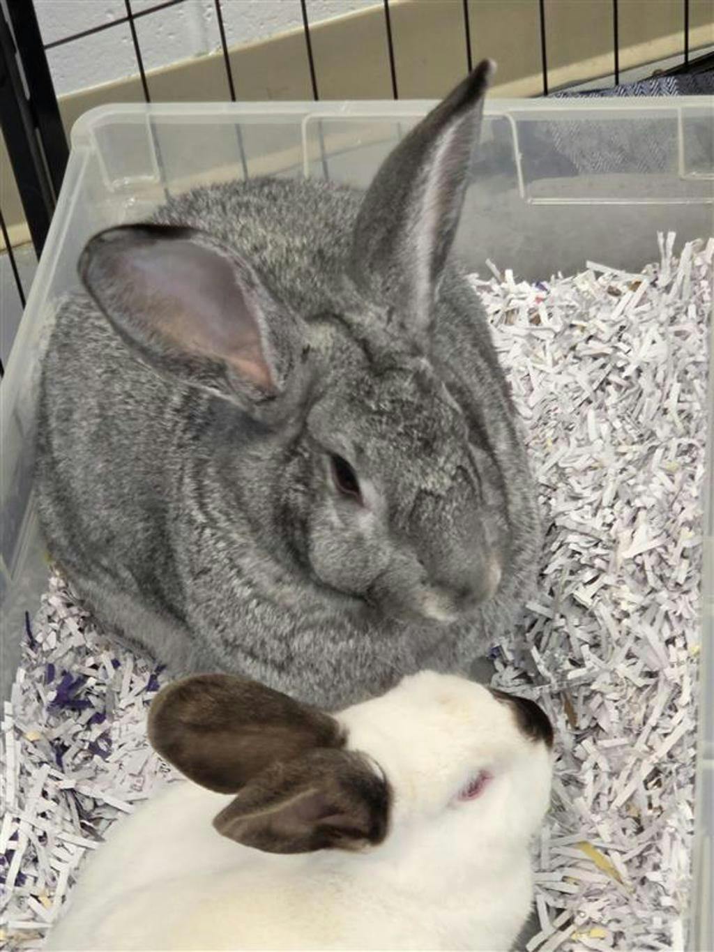 Noodles (at Seneca), a 7 months old Chinchilla/Silver Agouti Female Flemish Giant Small Animal