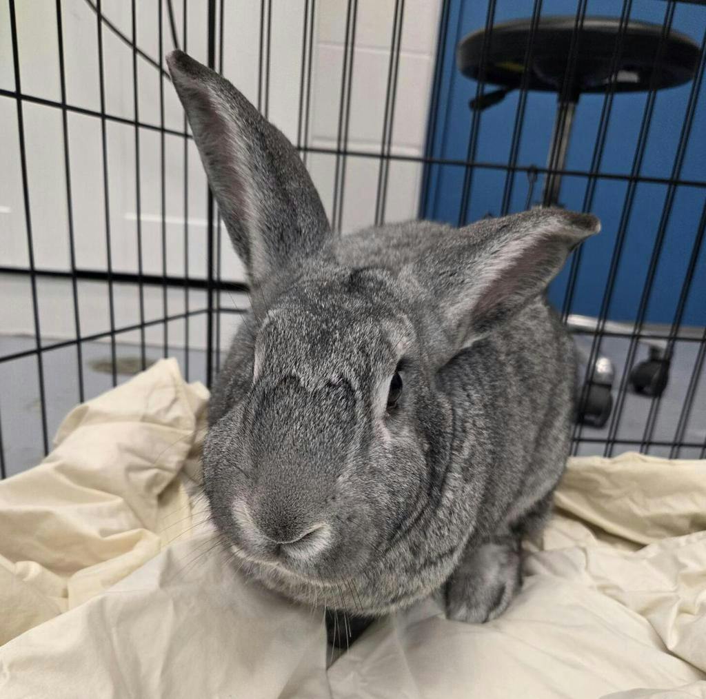 Ramen (at Seneca), a 1 year and 7 months old Chinchilla/Silver Agouti Male Flemish Giant Small Animal