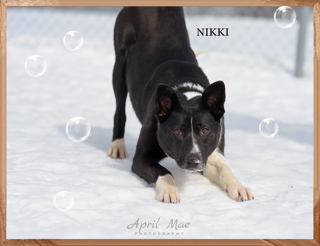 Nikki Image
