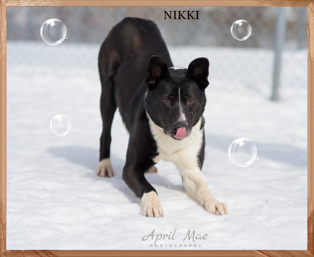 Nikki Image