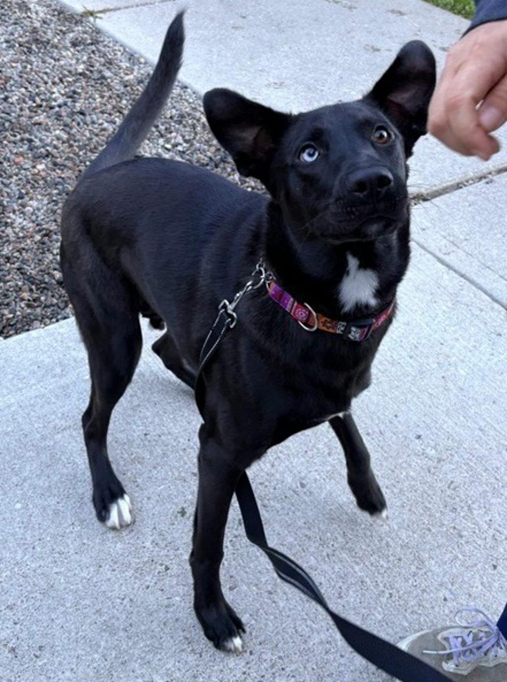 Atlas (was Milo), a 10 months old Black Male German Shepherd Dog