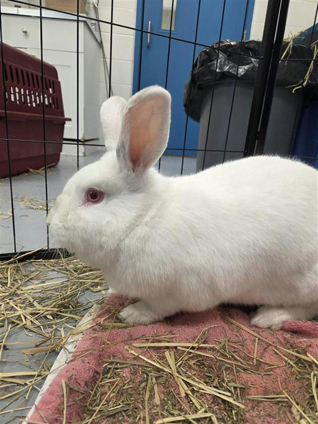 Peanut, a 1 year and 8 months old White Male Bunny Rabbit Small Animal