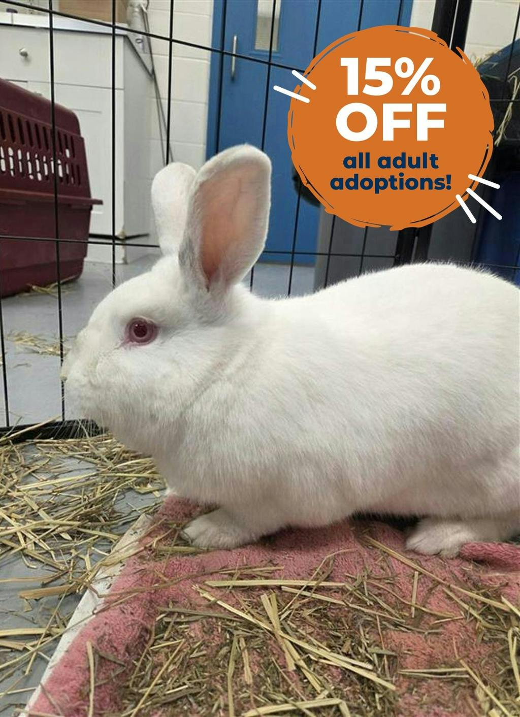 Peanut, a 1 year and 8 months old White Male Bunny Rabbit Small Animal