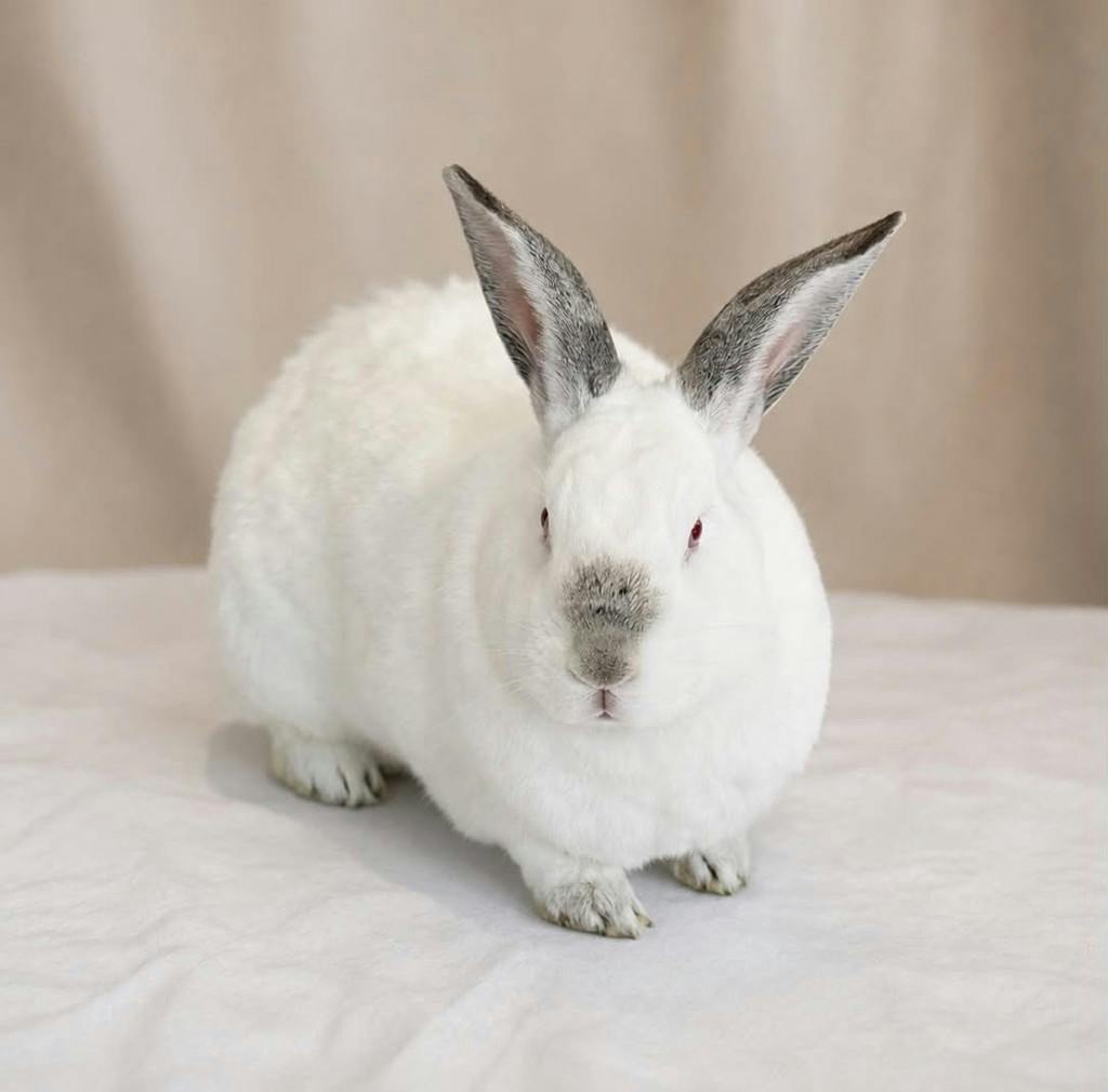 Glitter, a 1 year and 7 months old Blue Point Male Californian Small Animal