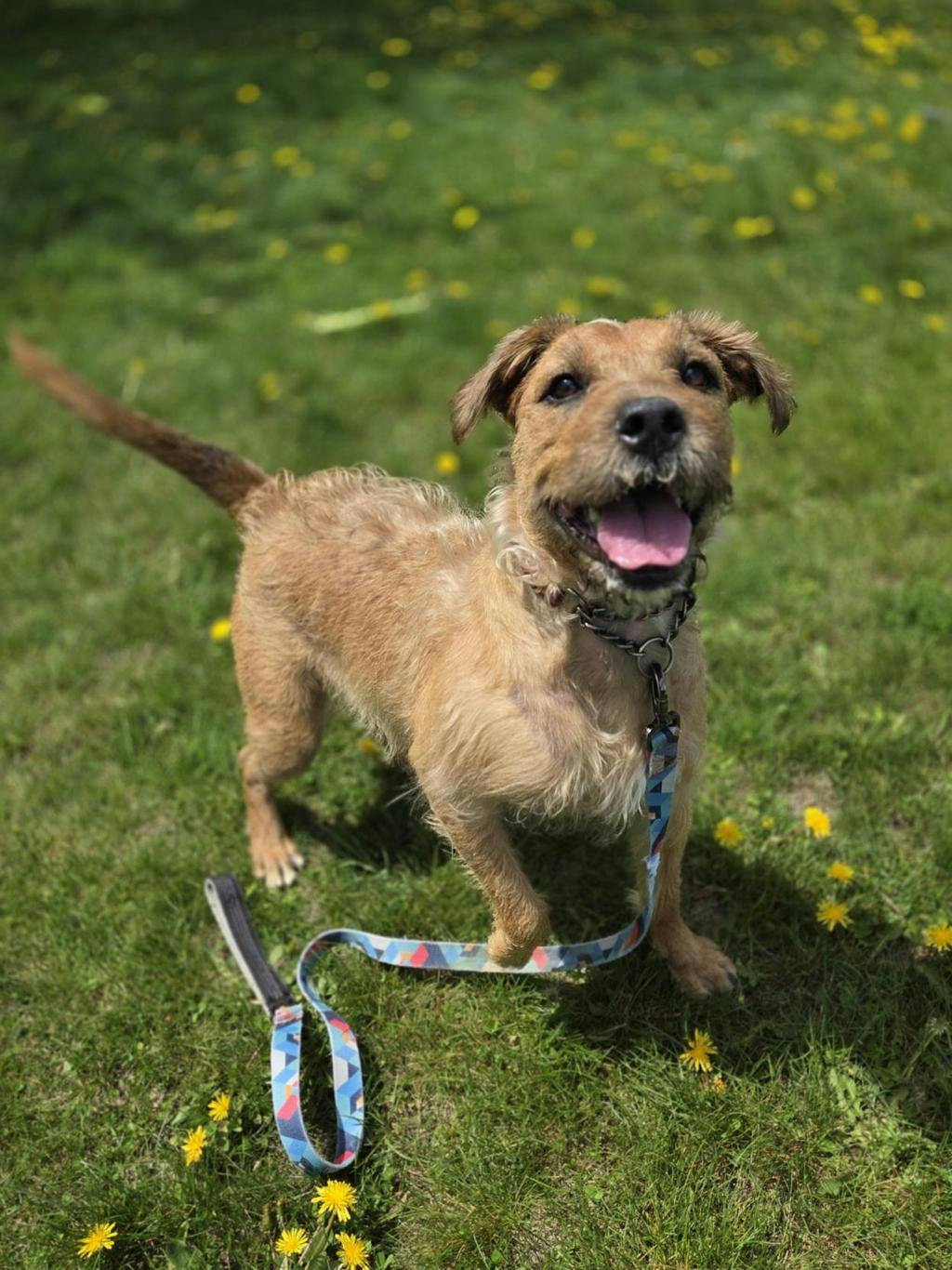 Terrier
