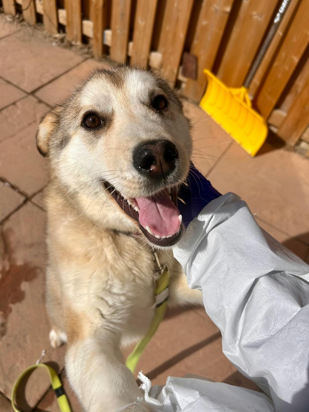 Chai (delayed Adoption)