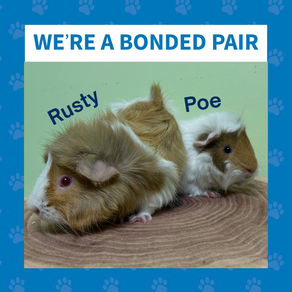 Poe-Petsmart Orangeville Image