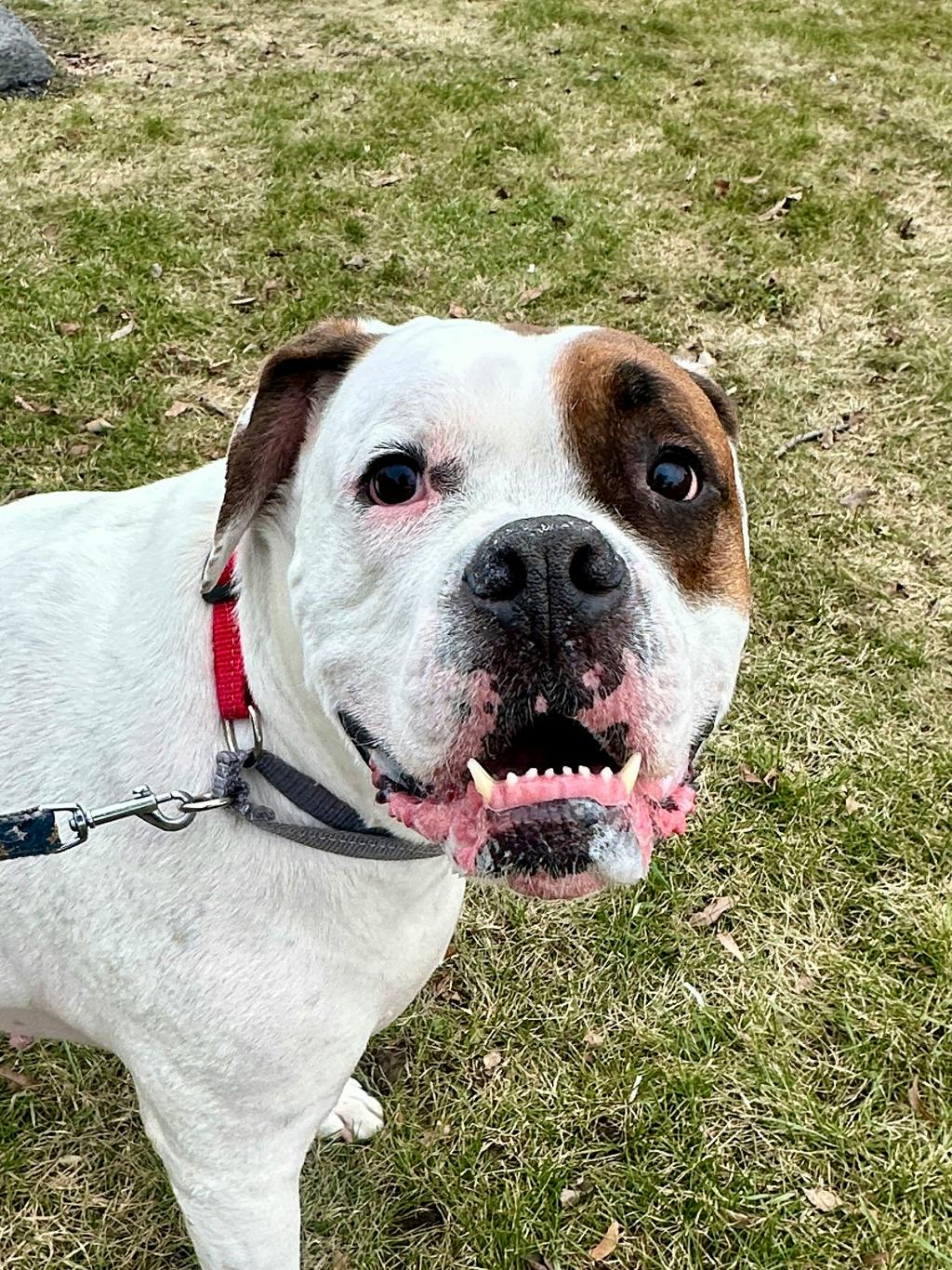 Boxer