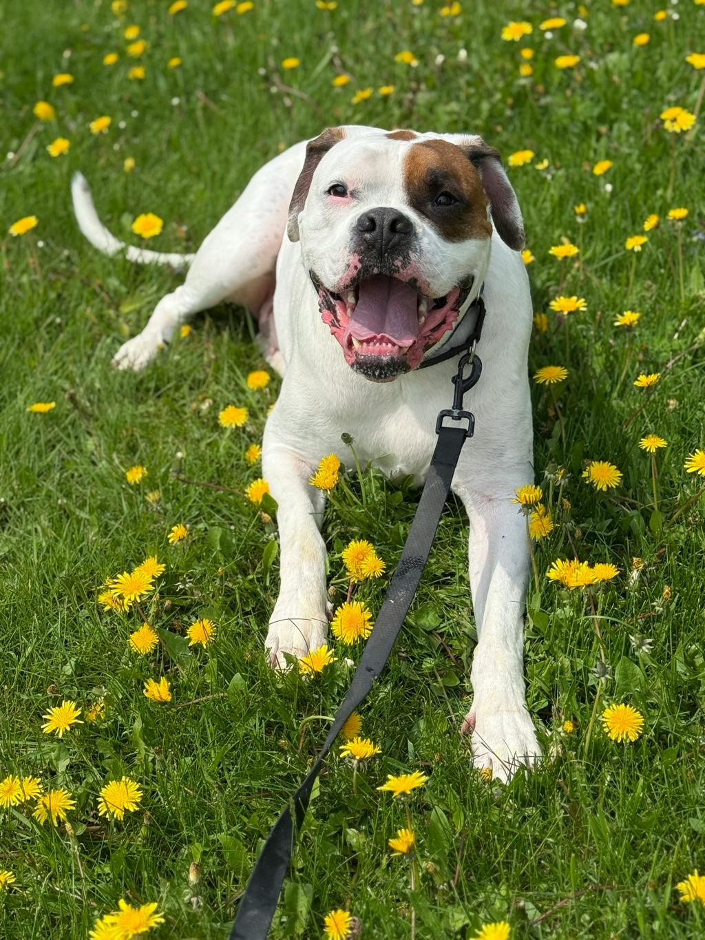 Dozer