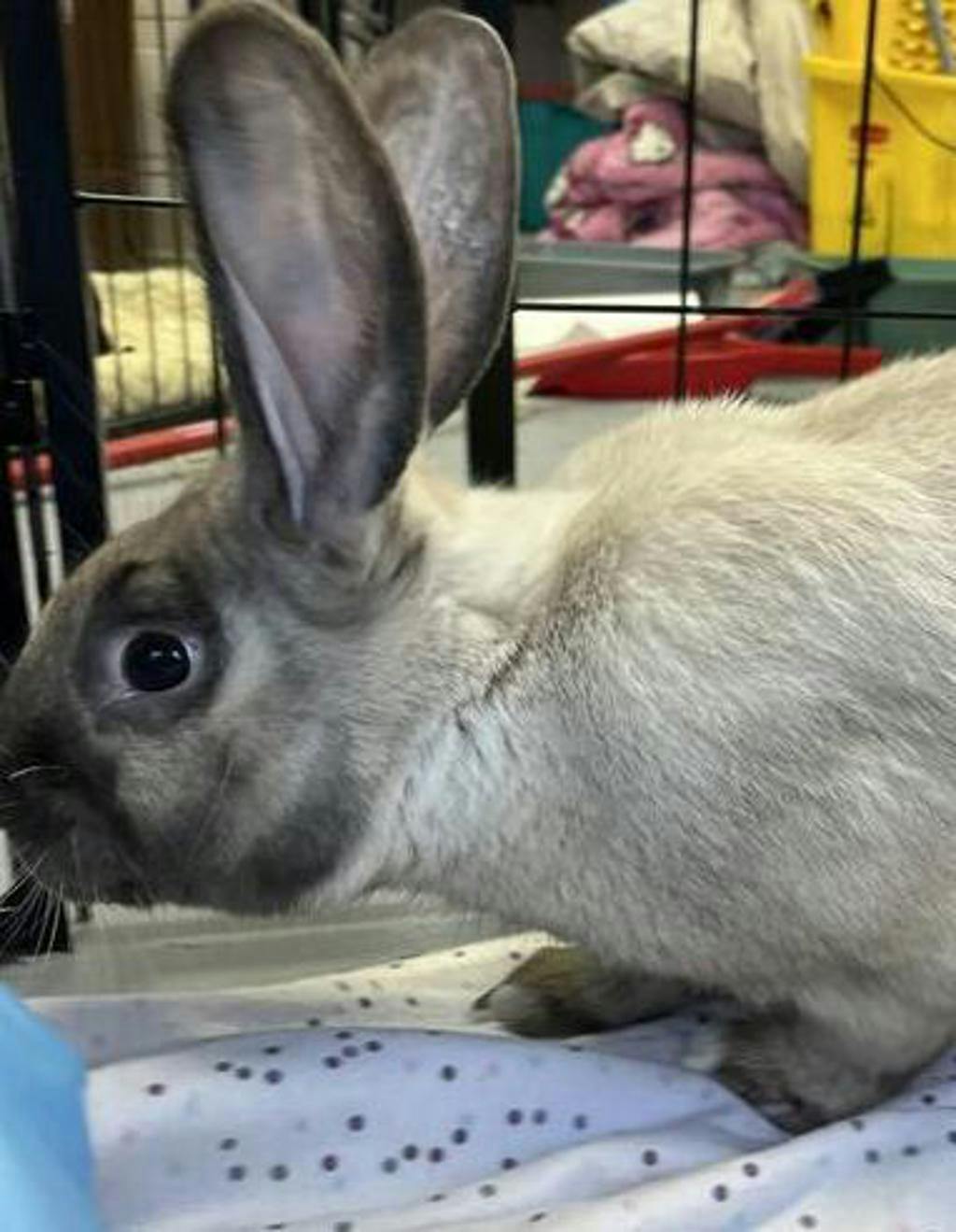 Bun Jovi Image