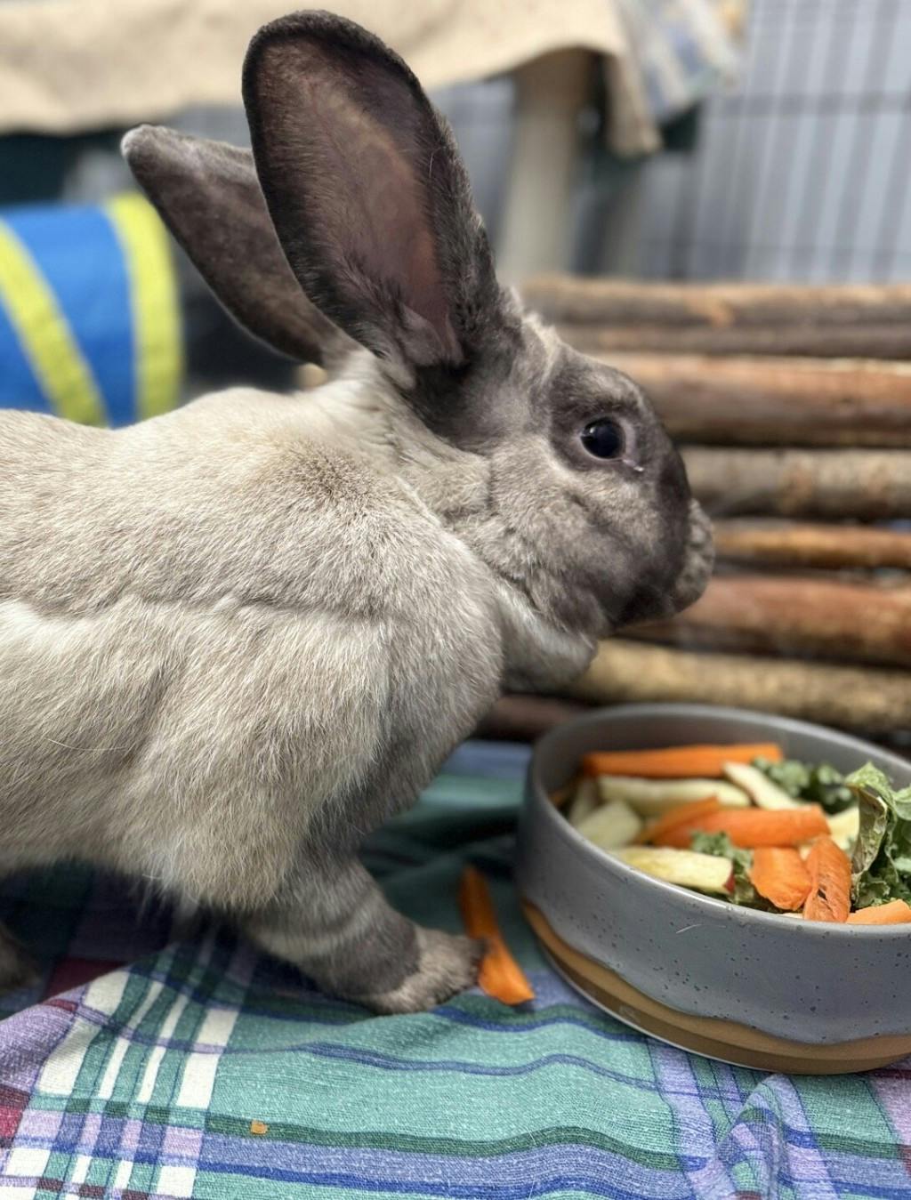Bun Jovi Image