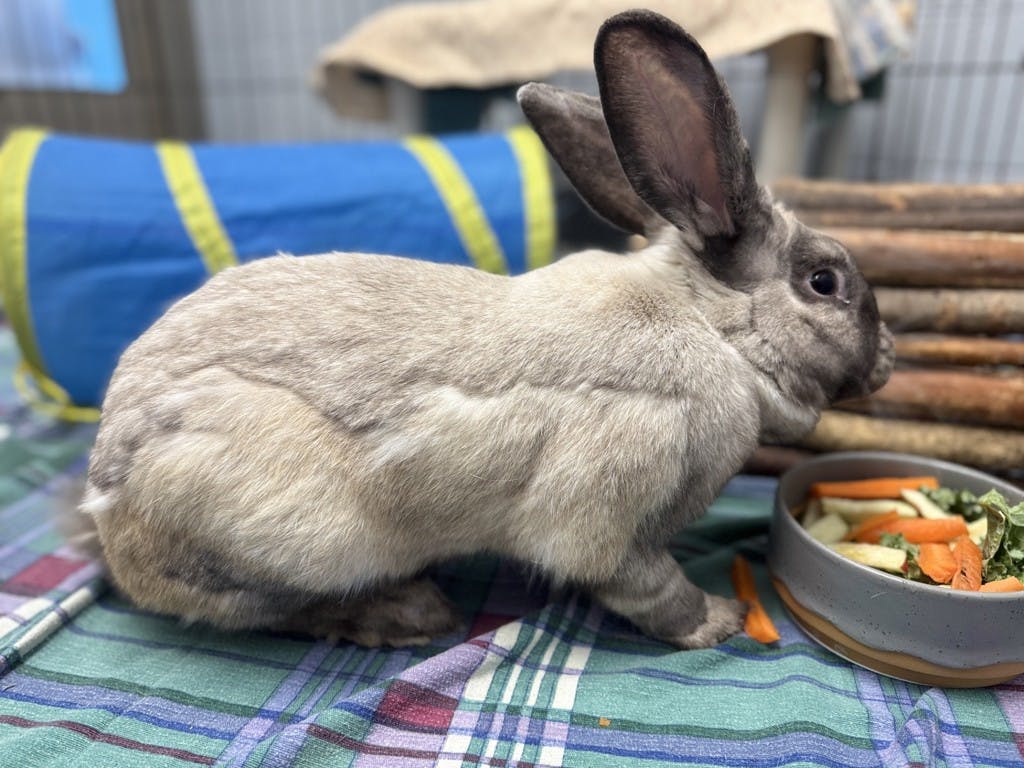 Bun Jovi Image