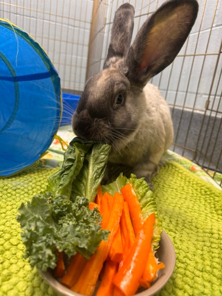 Bun Jovi Image