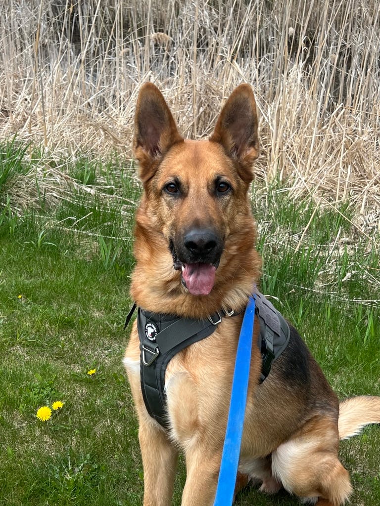 German Shepherd