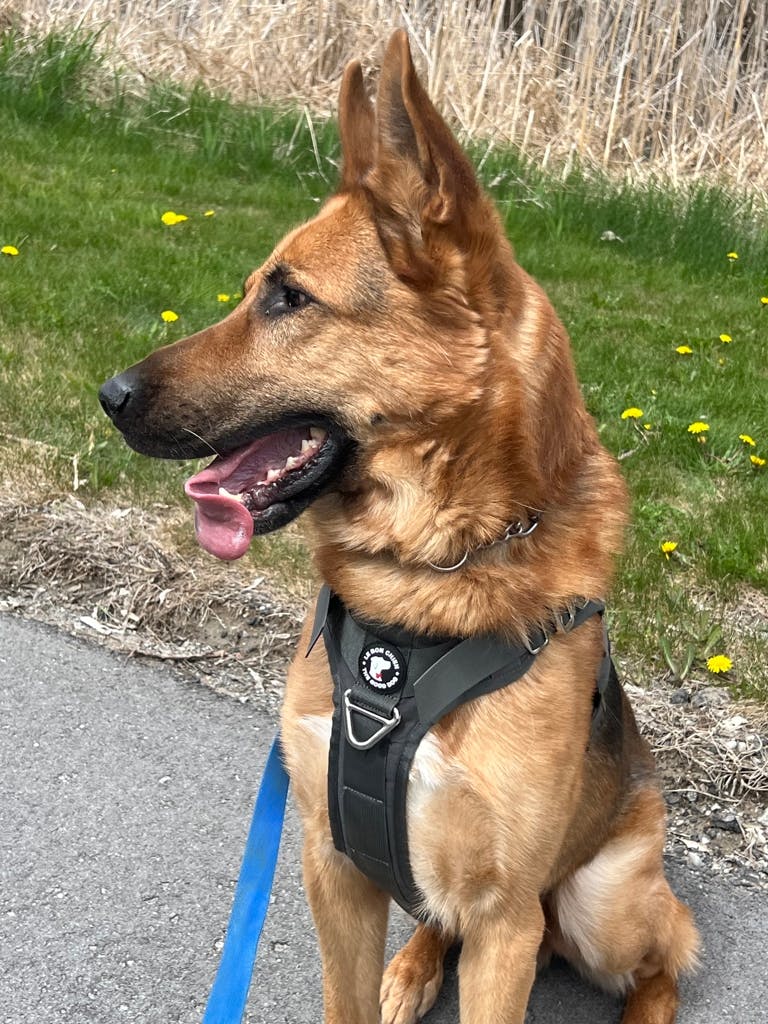 German Shepherd