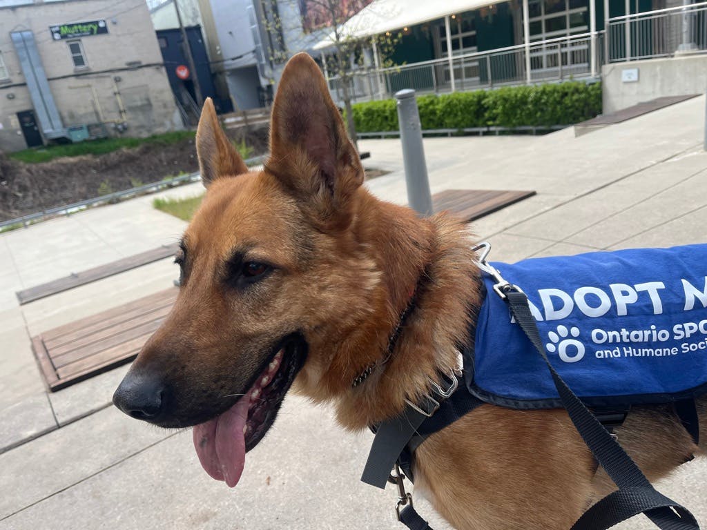 German Shepherd