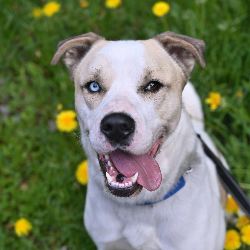 Finn Image
