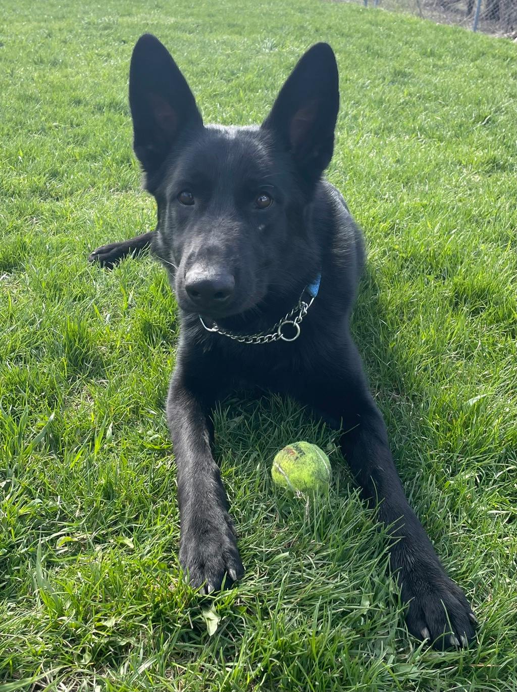 German Shepherd
