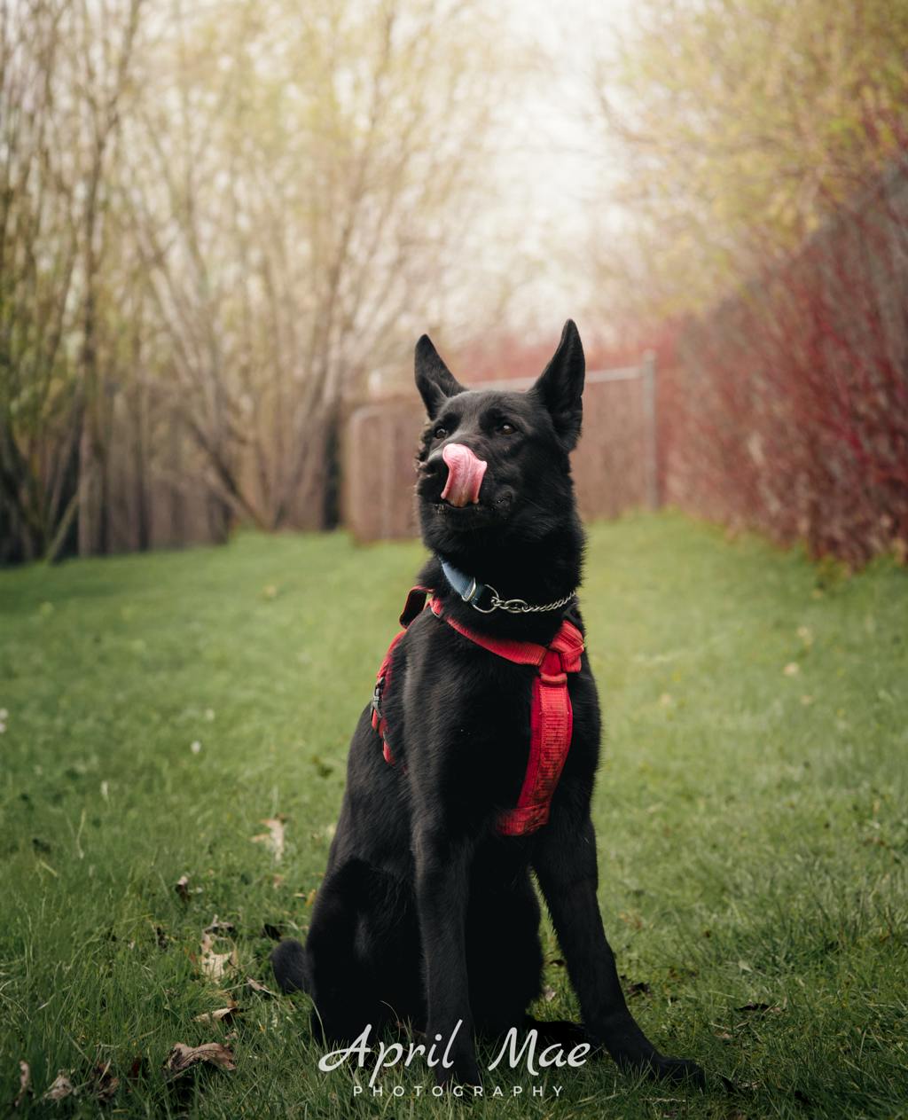 German Shepherd