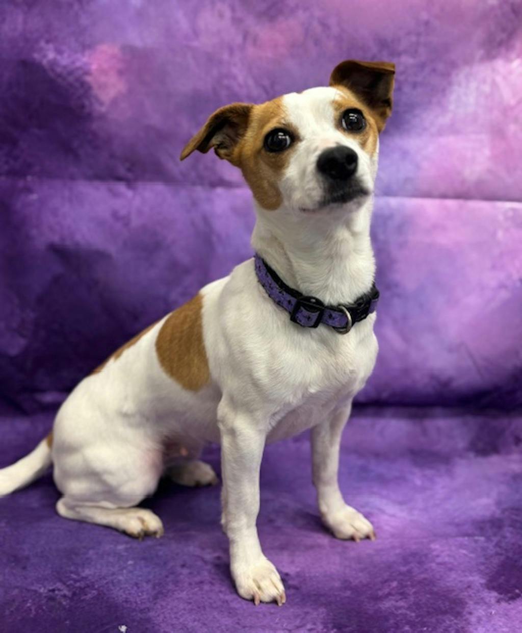 Tilly Image