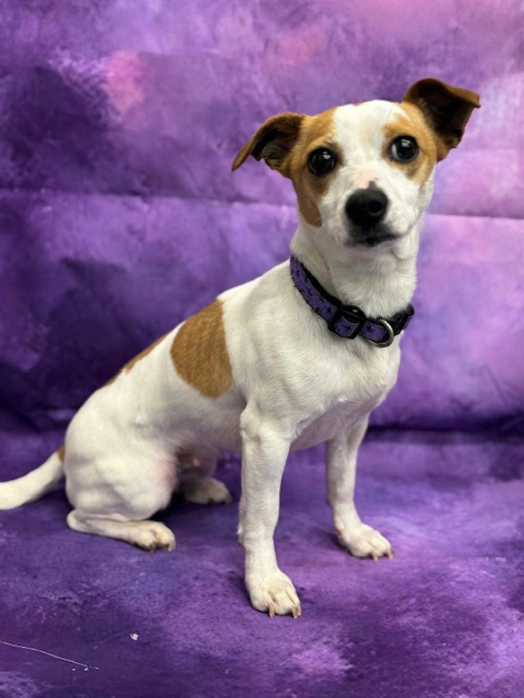 Tilly Image