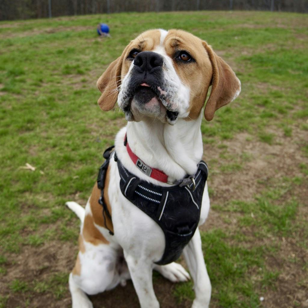 Hound
