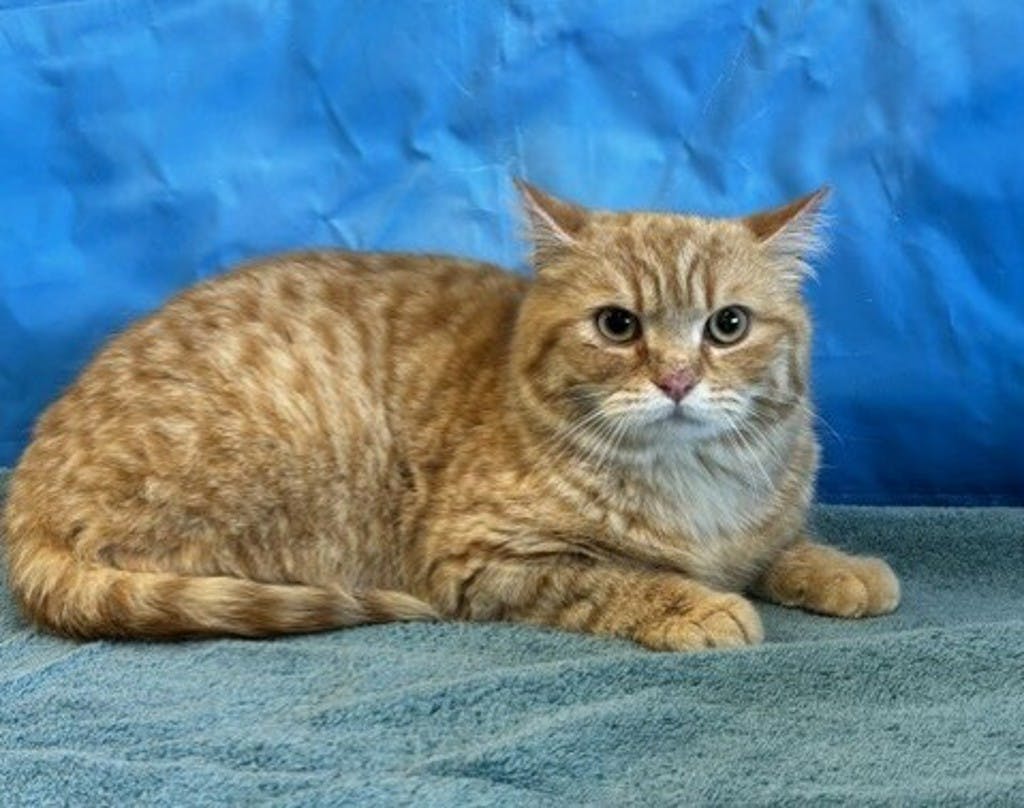 Creamsicle Image