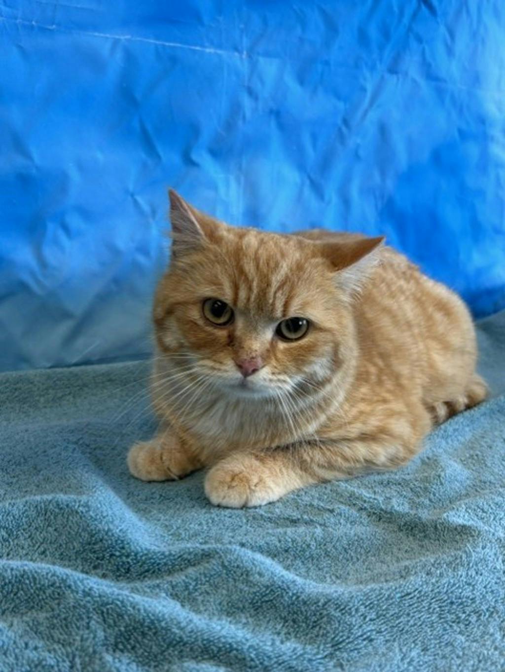 Creamsicle Image