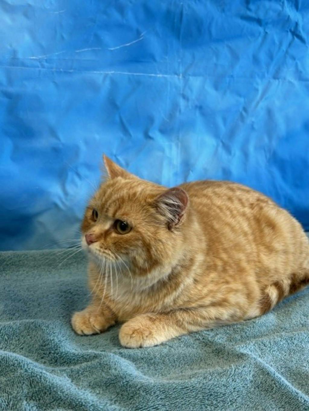 Creamsicle Image