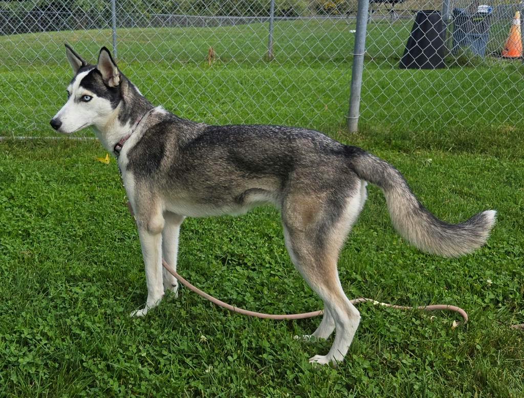 Sif (nova), a 8 months old Black Female Husky Mixed Dog