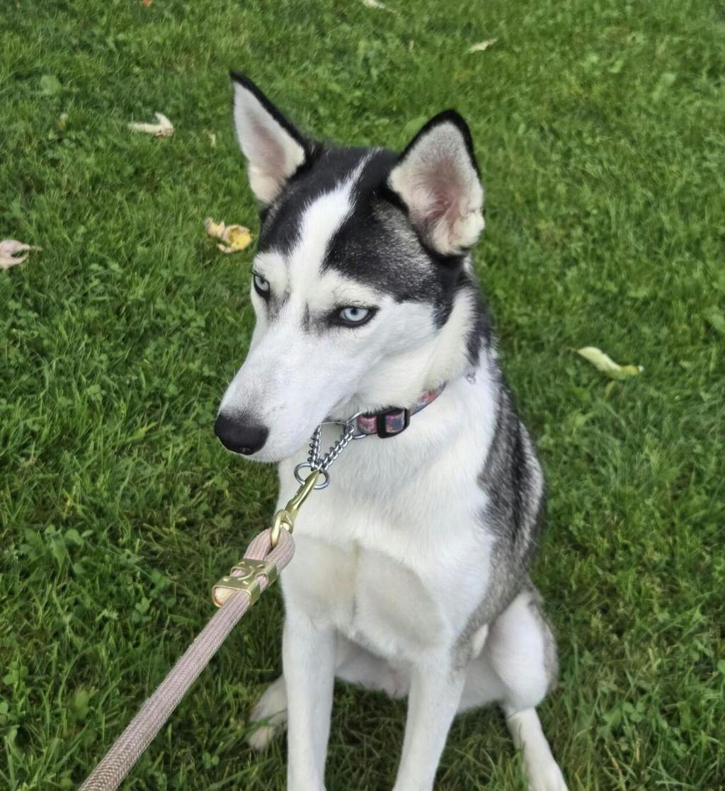 Sif (nova), a 8 months old Black Female Husky Mixed Dog