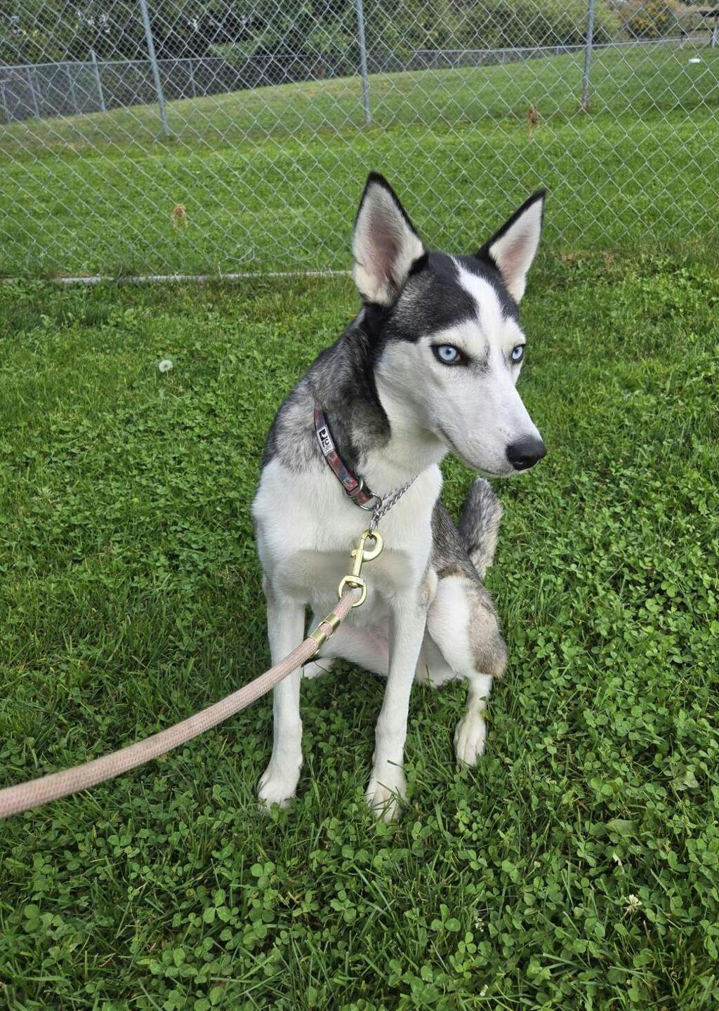 Sif (nova), a 8 months old Black Female Husky Mixed Dog