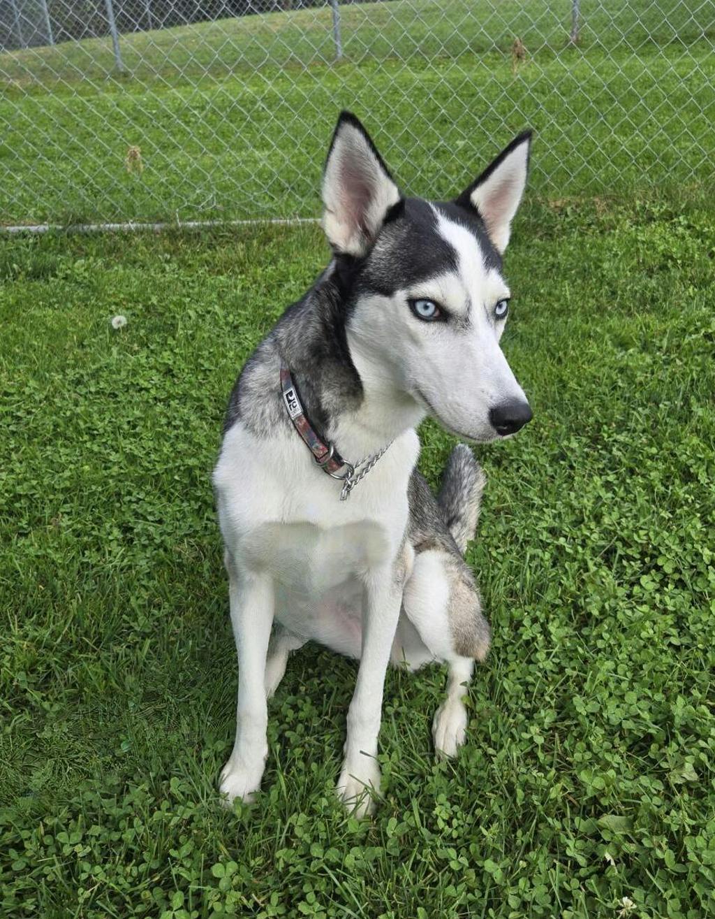 Sif (nova), a 8 months old Black Female Husky Mixed Dog