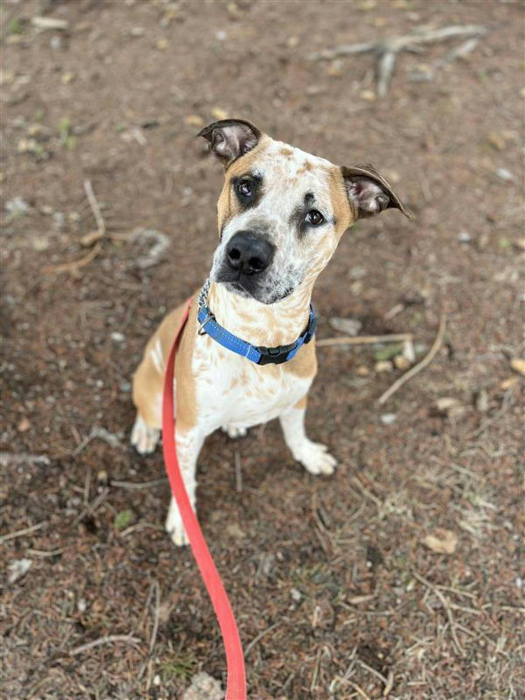 Pogo, a 2 years and 6 months old Tan Male Australian Cattledog Dog