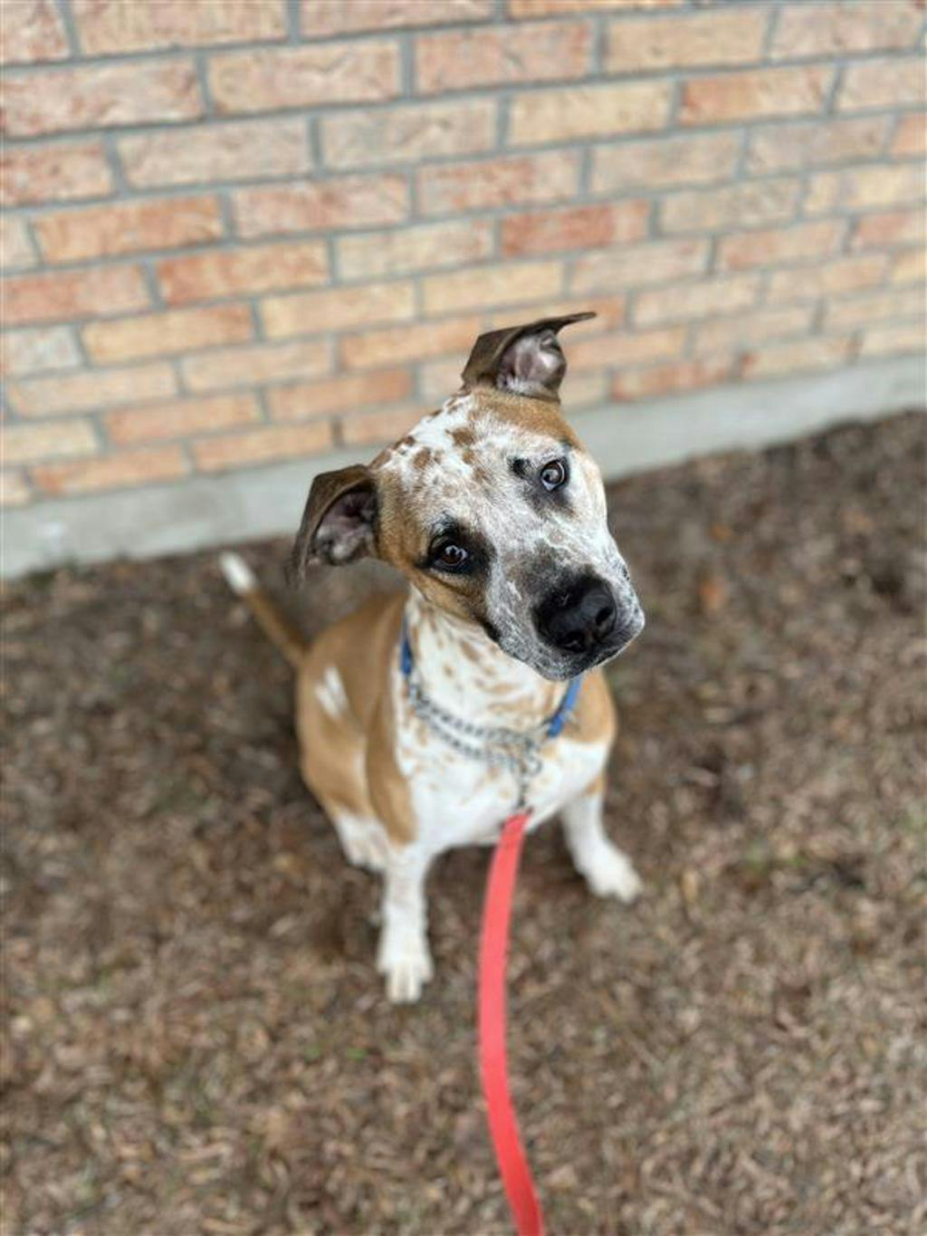 Pogo, a 2 years and 6 months old Tan Male Australian Cattledog Dog