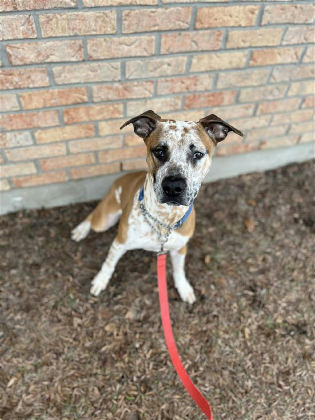 Pogo, a 2 years and 6 months old Tan Male Australian Cattledog Dog