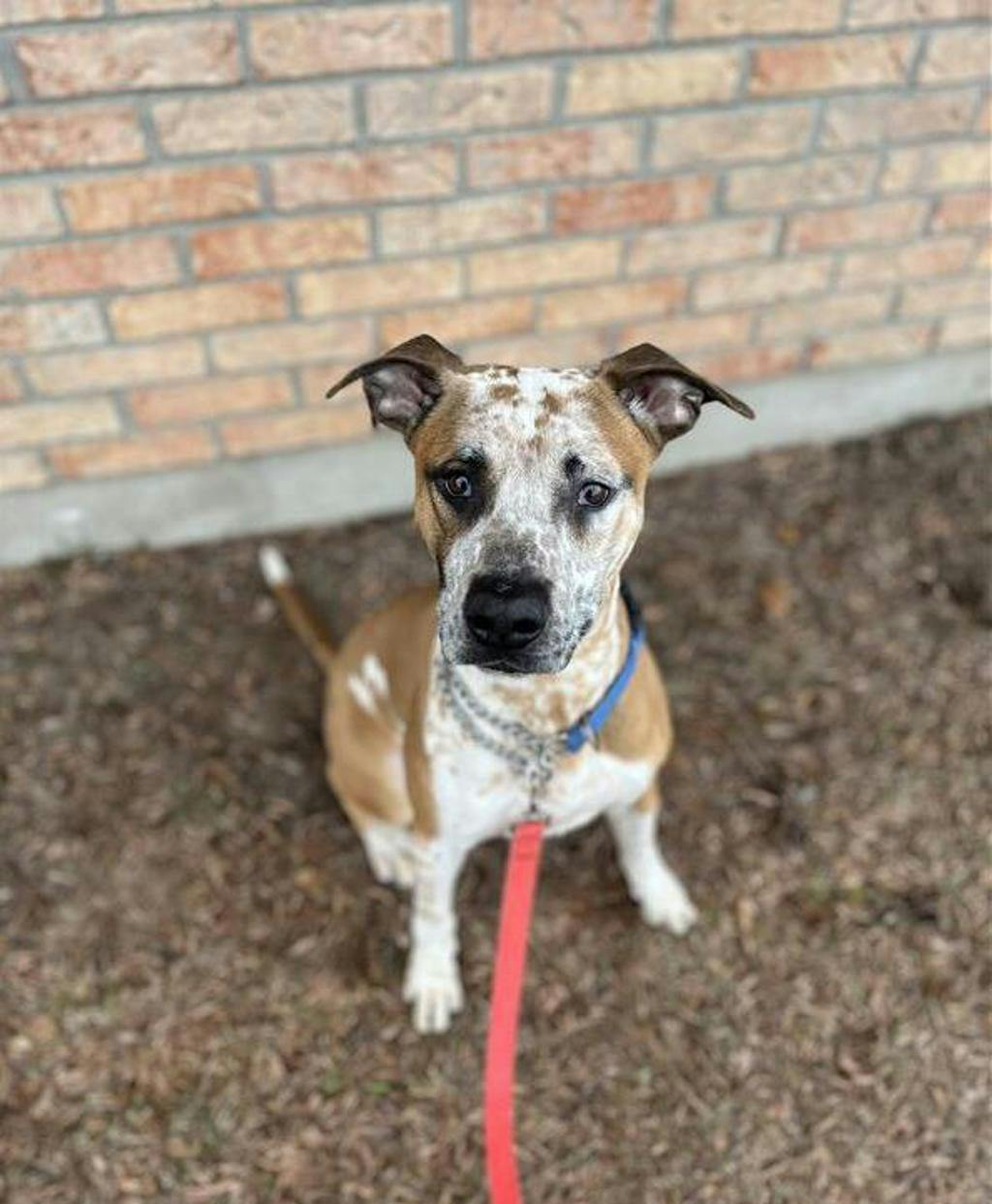 Pogo, a 2 years and 6 months old Tan Male Australian Cattledog Dog