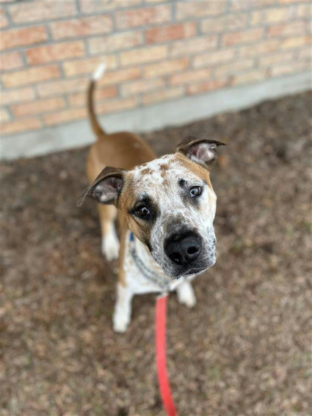 Pogo, a 2 years and 6 months old Tan Male Australian Cattledog Dog
