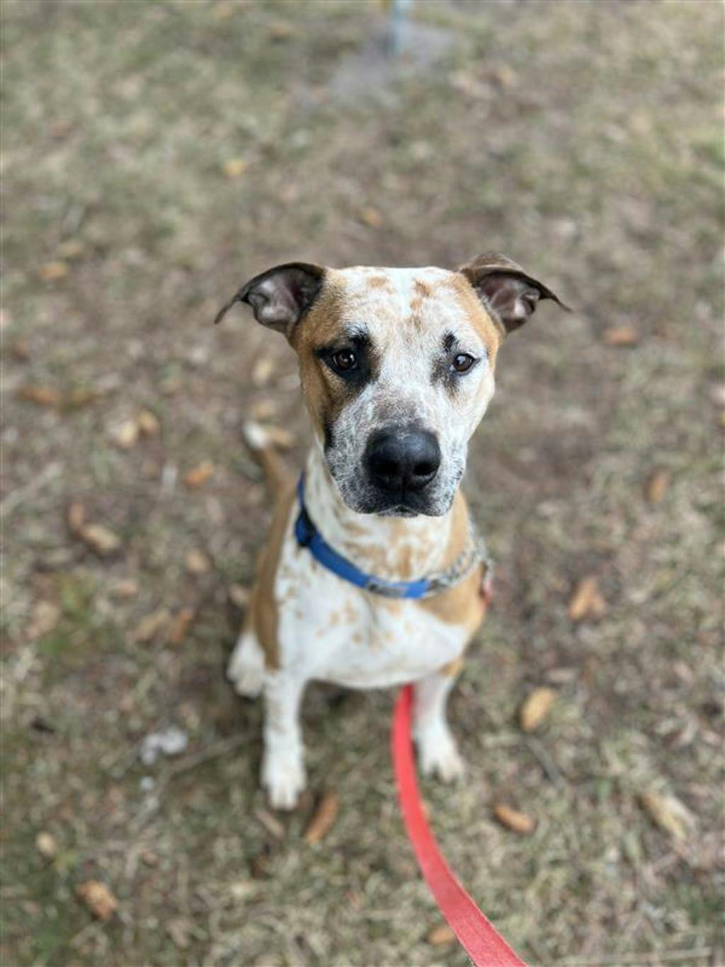 Pogo, a 2 years and 6 months old Tan Male Australian Cattledog Dog