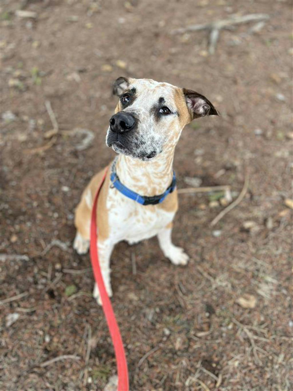 Pogo, a 2 years and 6 months old Tan Male Australian Cattledog Dog