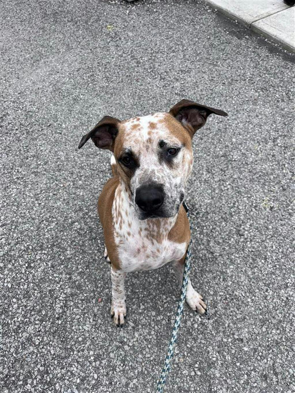 Pogo, a 2 years and 6 months old Tan Male Australian Cattledog Dog