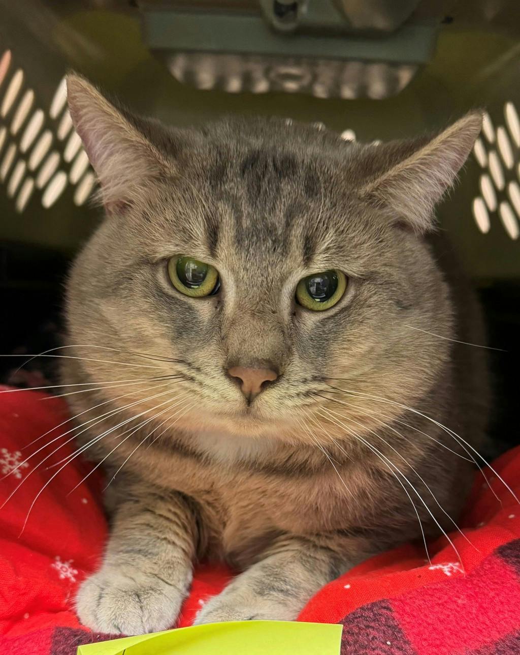 Lenny (in Foster) Image