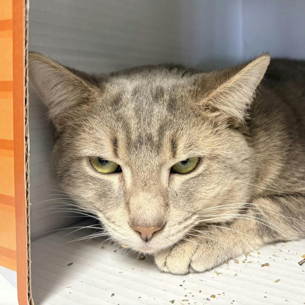 Lenny (in Foster) Image